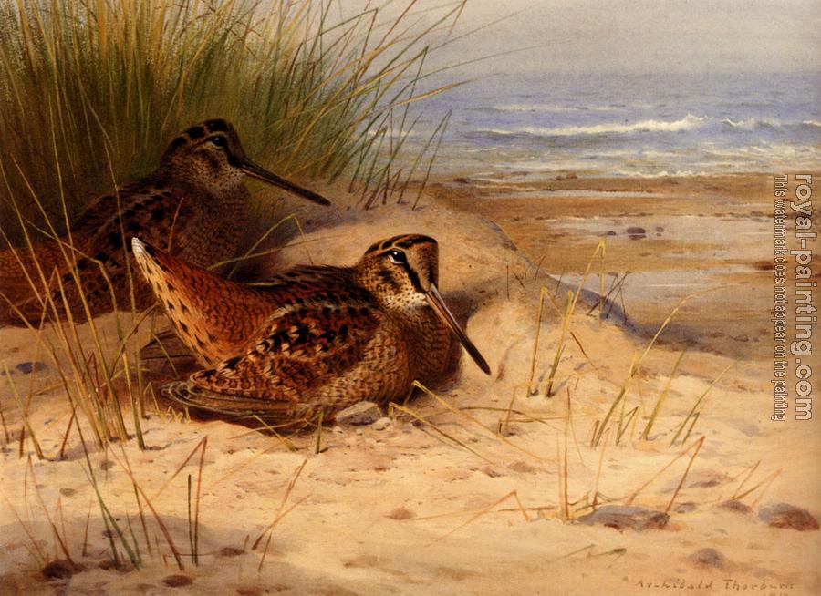 Archibald Thorburn : Woodcock Nesting On A Beach